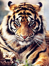 Load image into Gallery viewer, Kit Point de Croix Portrait de tigre