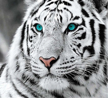 Load image into Gallery viewer, Kit Broderie Diamant tigre aux yeux bleus