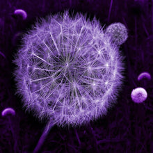 Load image into Gallery viewer, Dandelion flower on black background 2
