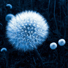 Load image into Gallery viewer, Dandelion flower on black background

