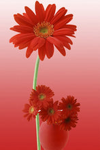 Load image into Gallery viewer, Red chrysanthemum 1
