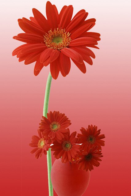 Red chrysanthemum 1