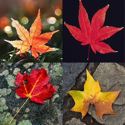 Four maple leaves 1