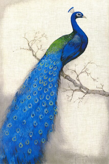 Peacock on a branch 2