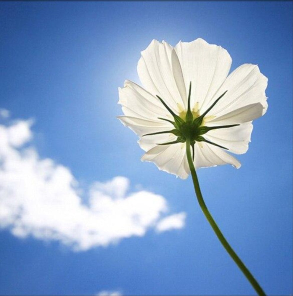 White flower and cloud